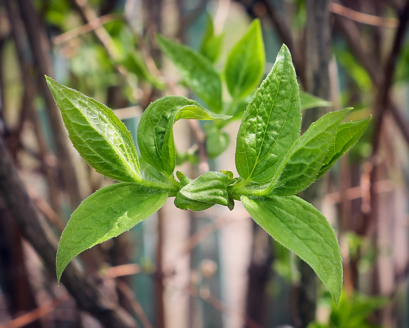 Image of Philadelphus coronarius specimen.