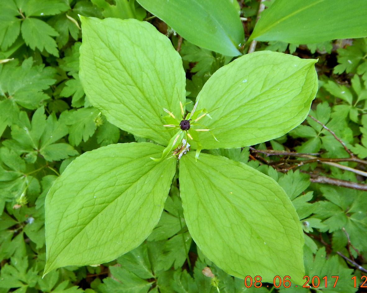 Image of Paris quadrifolia specimen.