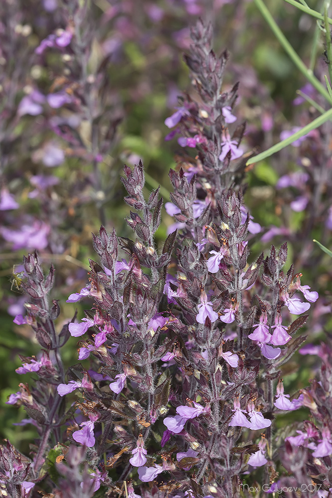 Изображение особи Teucrium chamaedrys.