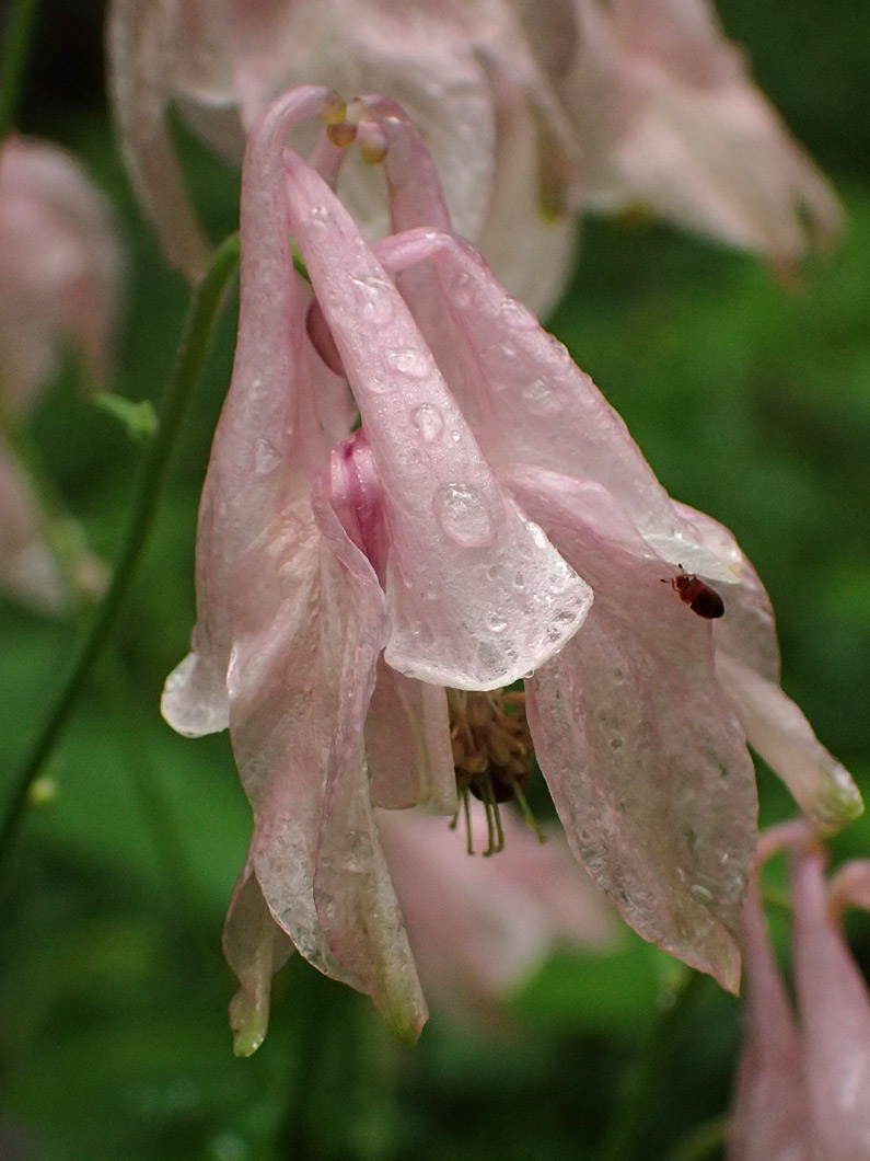 Image of Aquilegia vulgaris specimen.