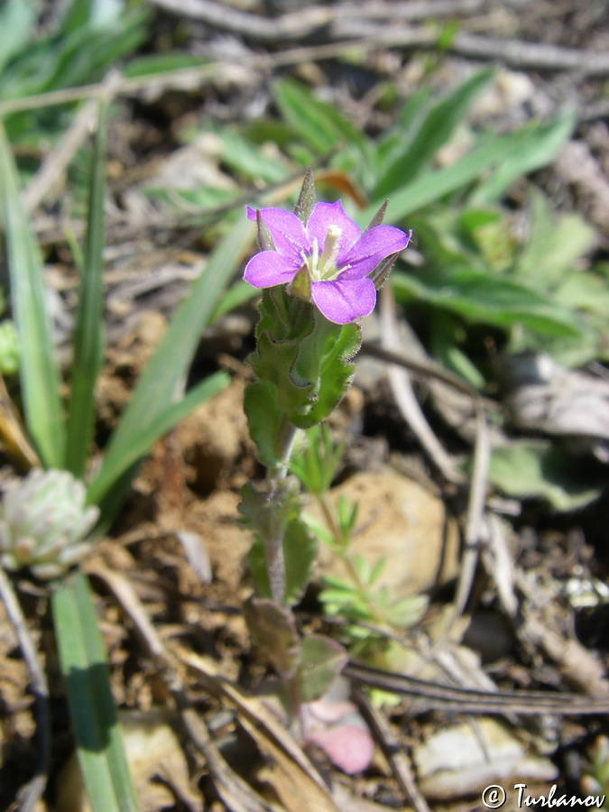 Image of Legousia hybrida specimen.