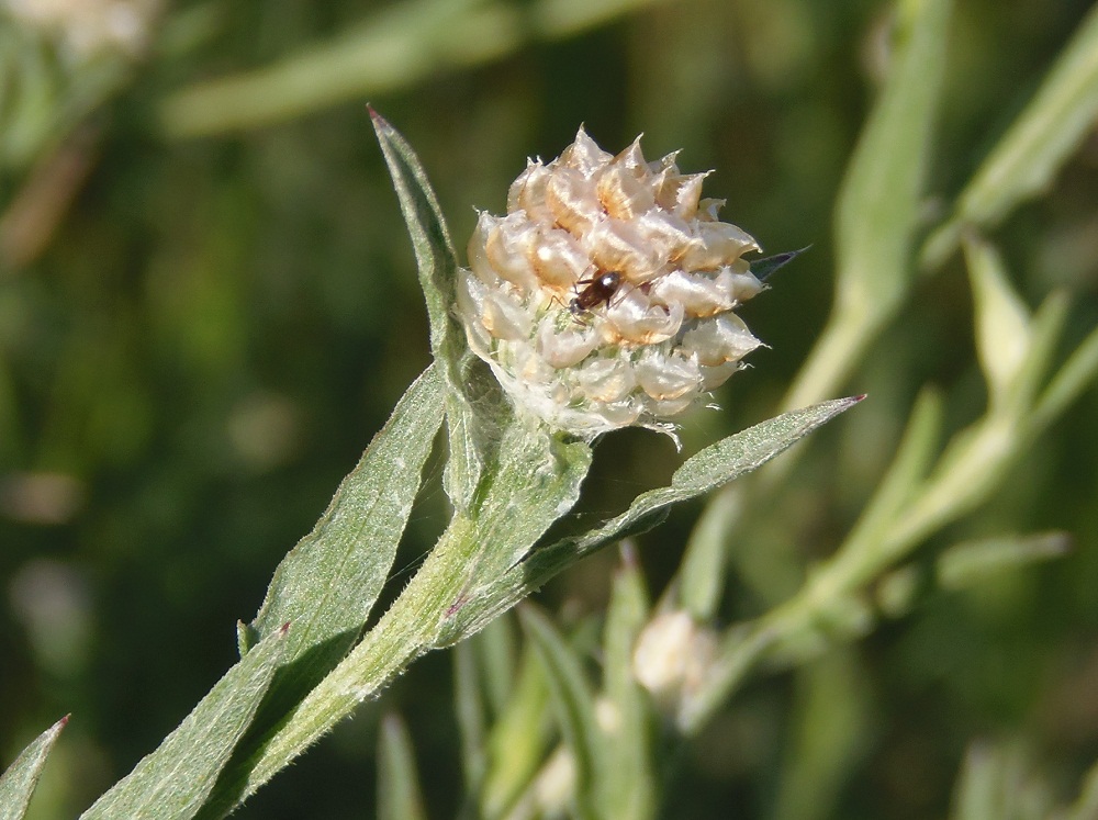 Изображение особи Centaurea jacea.