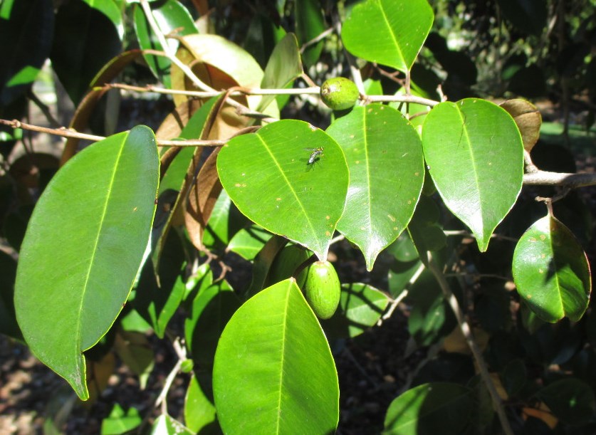 Image of Chrysophyllum cainito specimen.