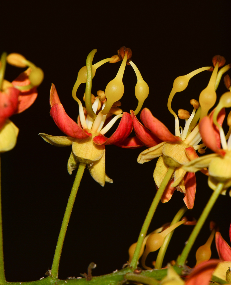 Image of Cassia brewsteri specimen.