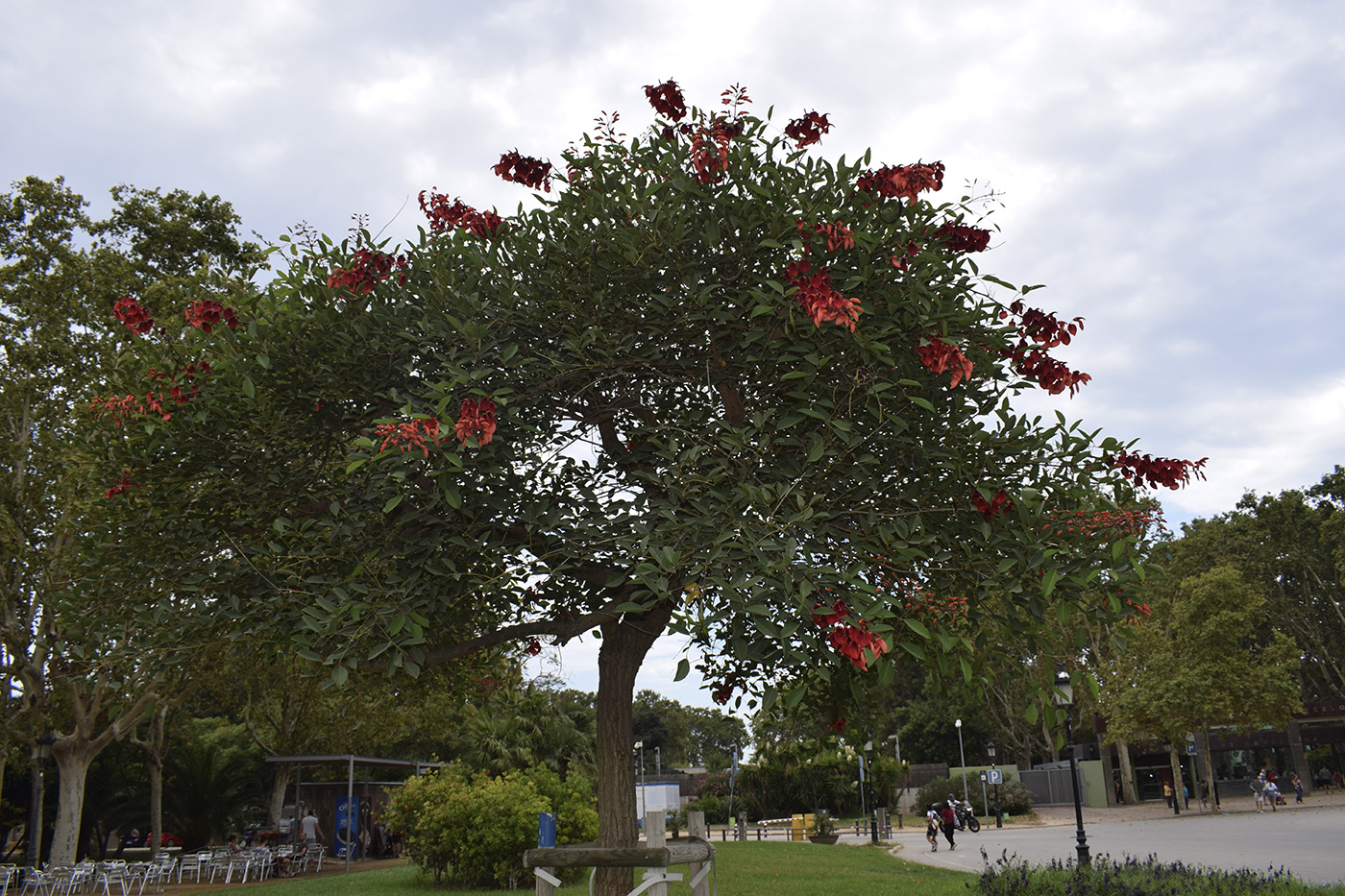 Изображение особи Erythrina crista-galli.