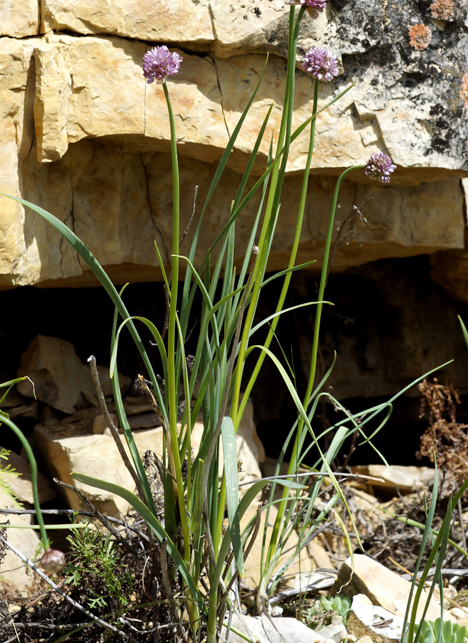 Image of Allium strictum specimen.