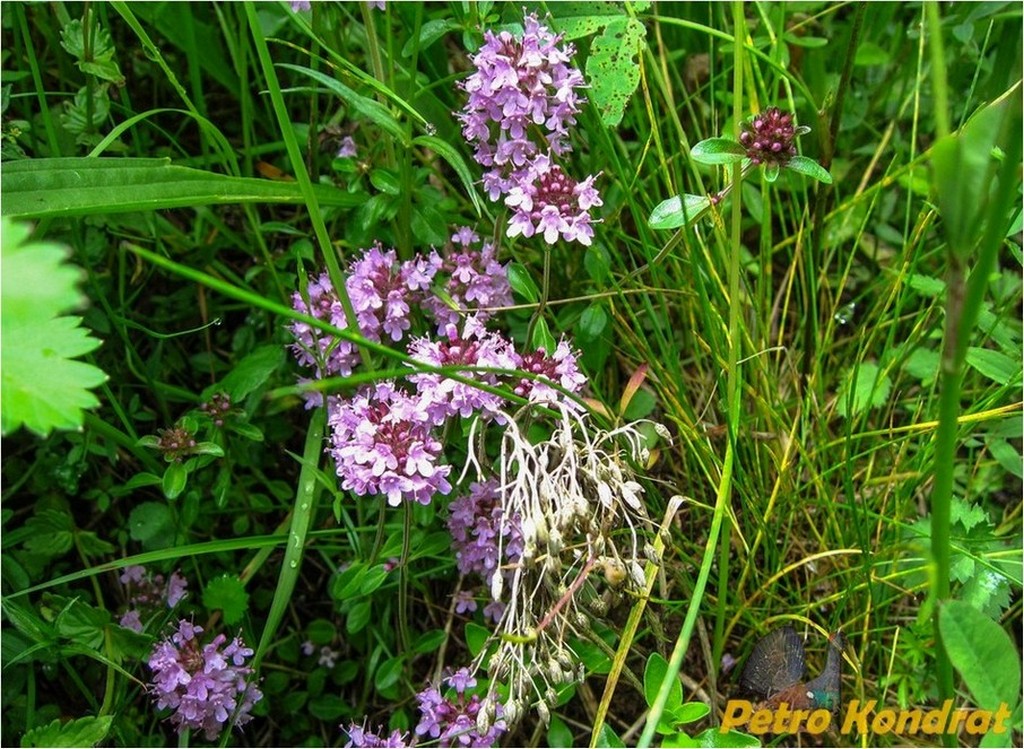 Image of Thymus pulegioides specimen.