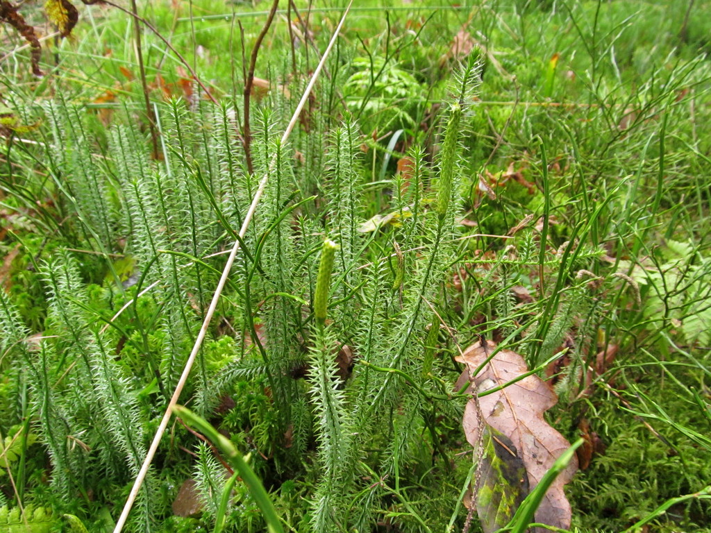 Изображение особи Lycopodium annotinum.