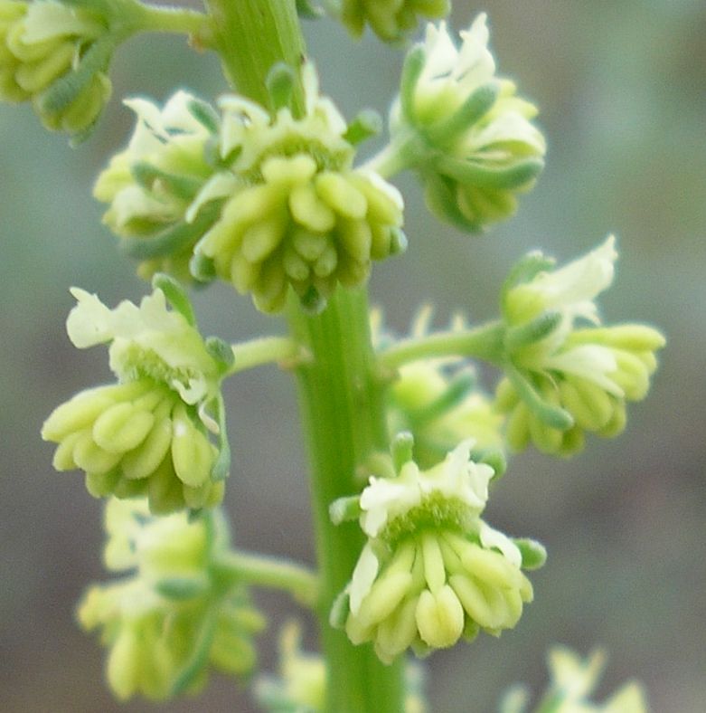 Image of Reseda lutea specimen.