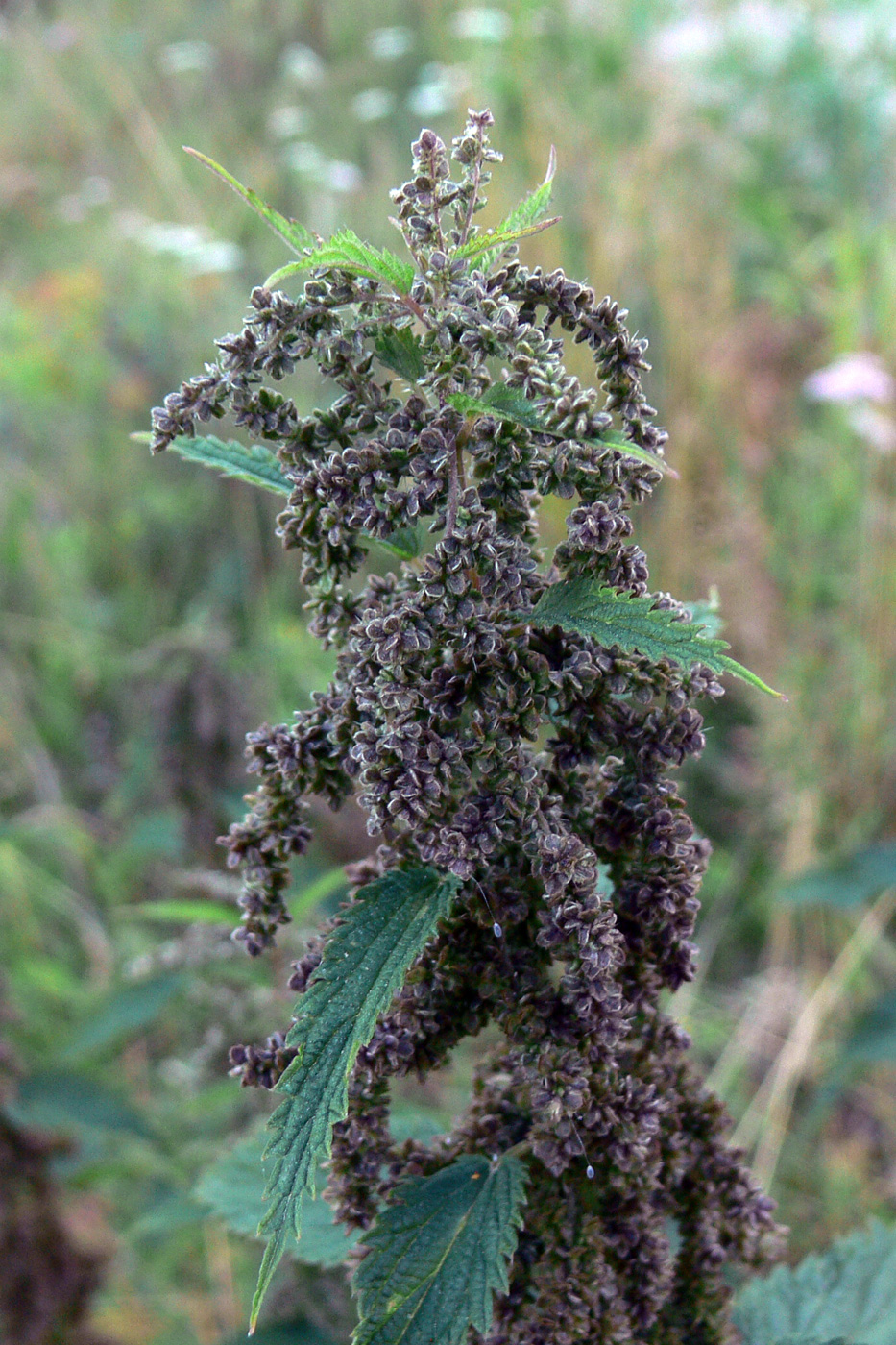 Image of Urtica dioica specimen.