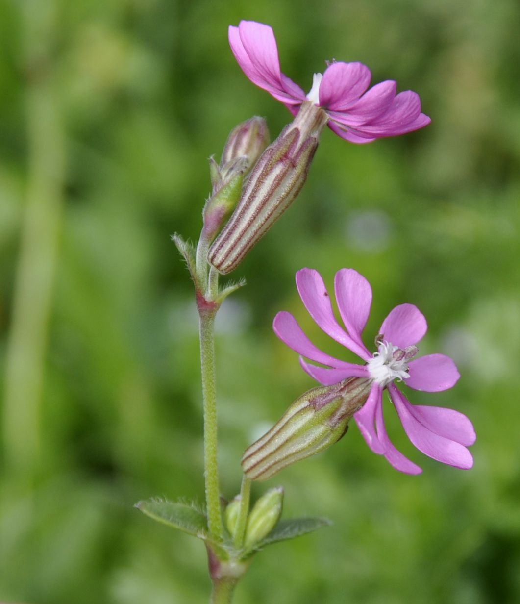 Image of Silene colorata specimen.