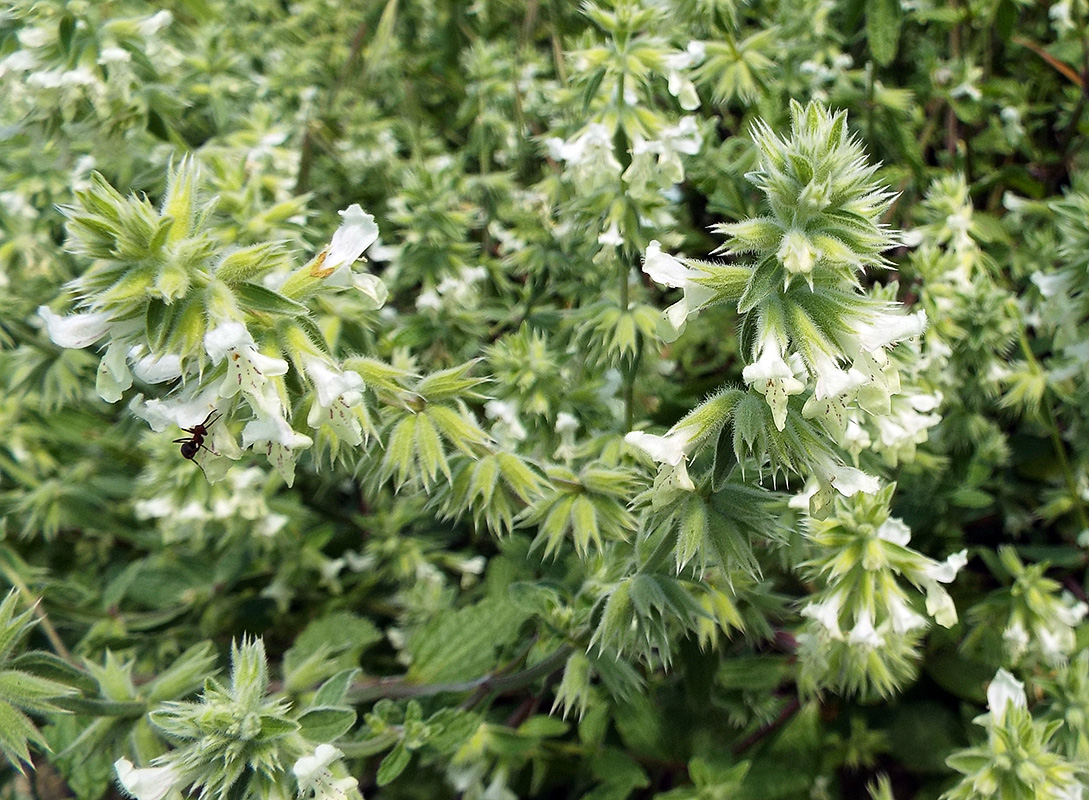 Image of Stachys pubescens specimen.