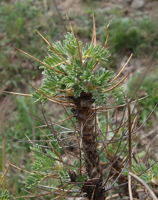 Изображение особи Astragalus denudatus.