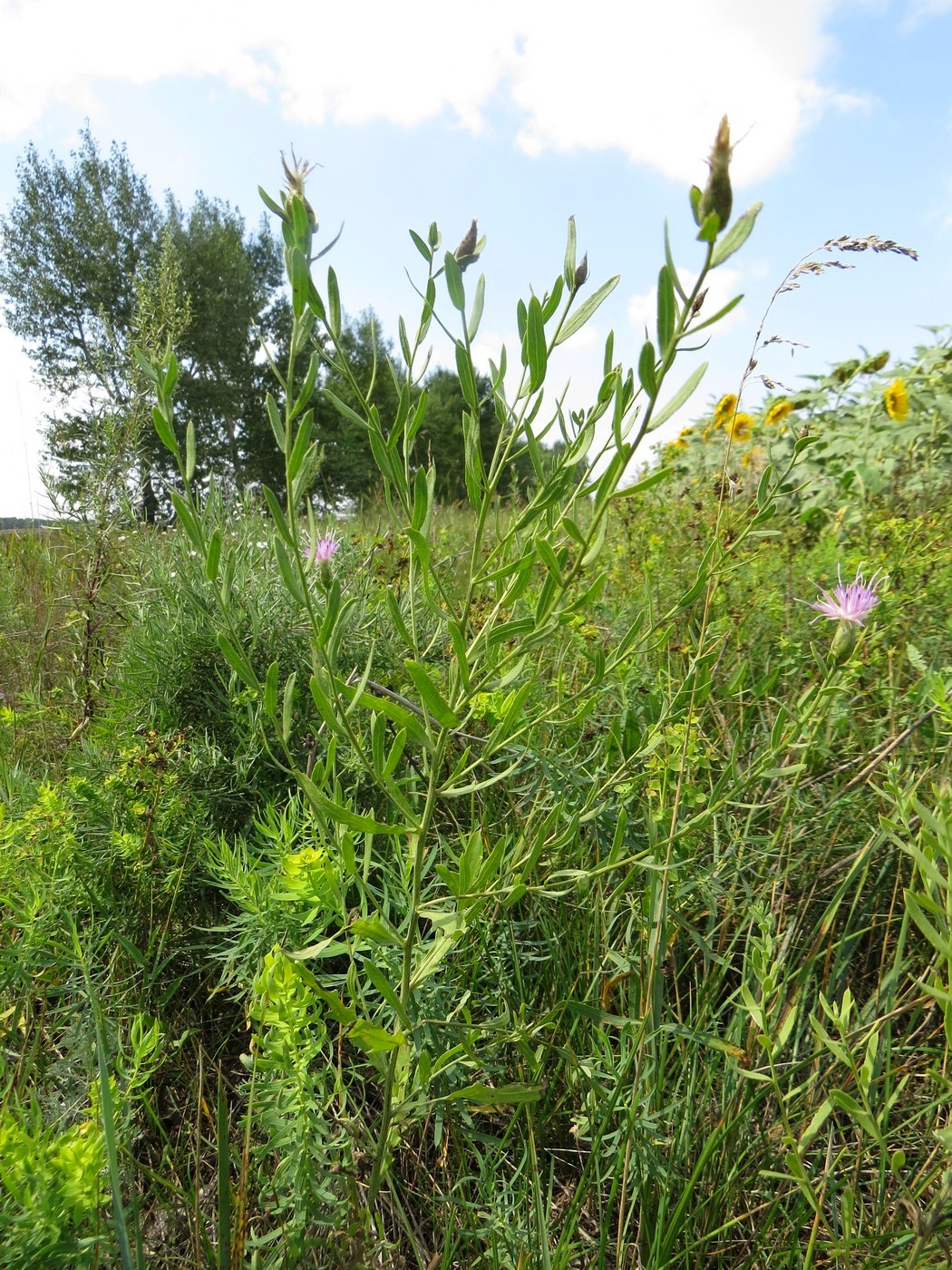 Image of Acroptilon repens specimen.