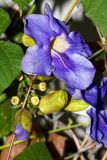 Thunbergia laurifolia. Часть побега с цветком и бутономи. Израиль, г. Бат-Ям, в парке. 06.04.2018.