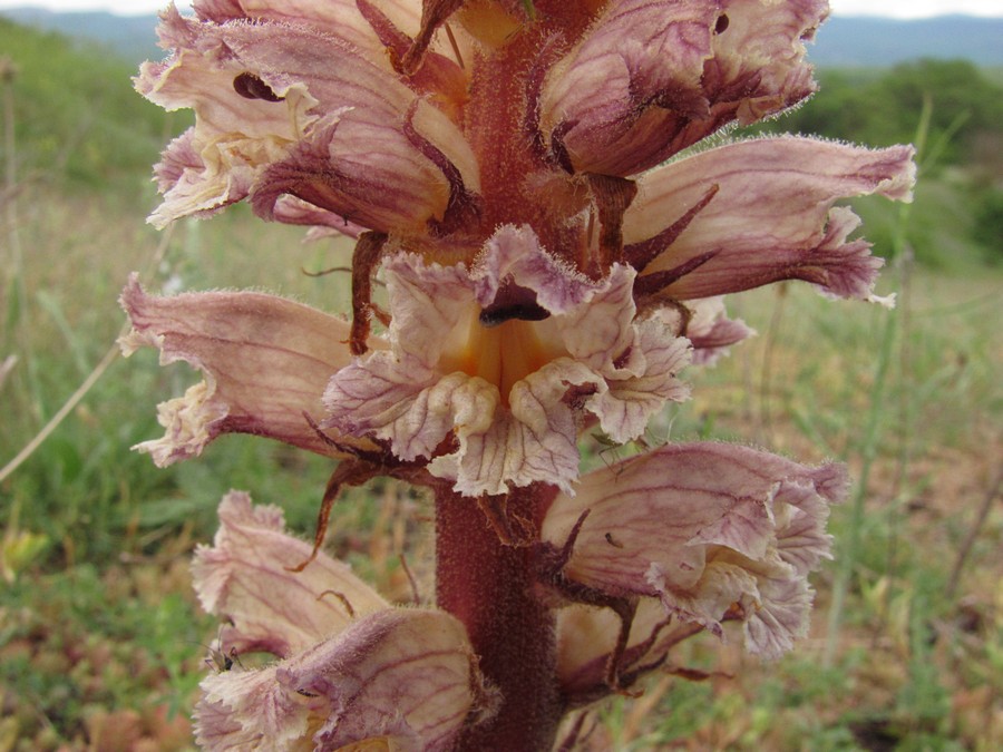 Изображение особи Orobanche callieri.