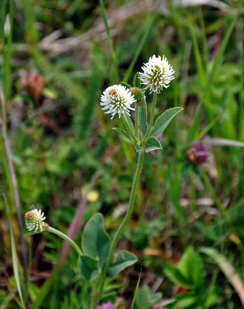 Image of Trifolium montanum specimen.