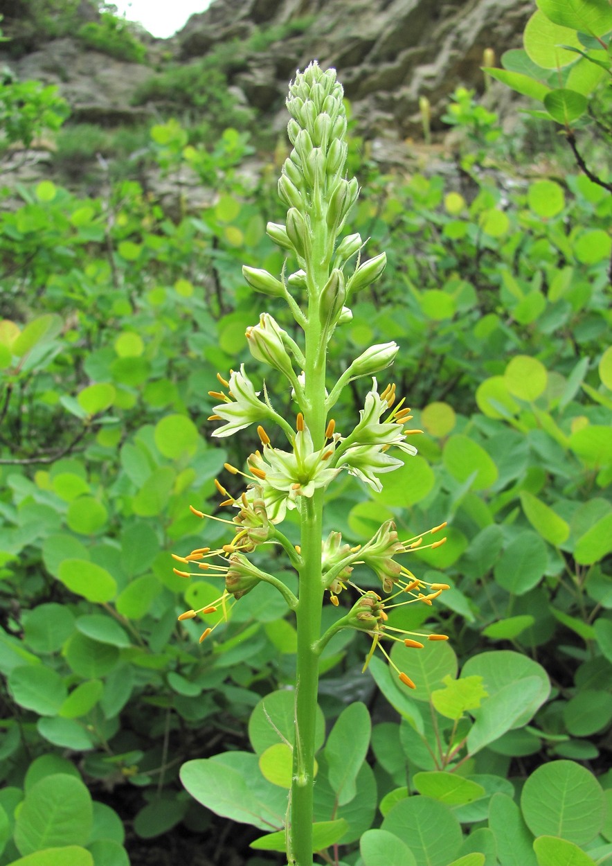 Image of Eremurus spectabilis specimen.