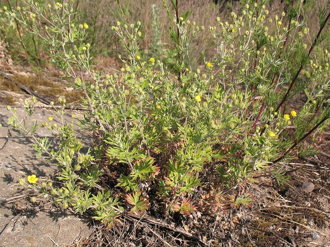 Изображение особи Potentilla argentea.