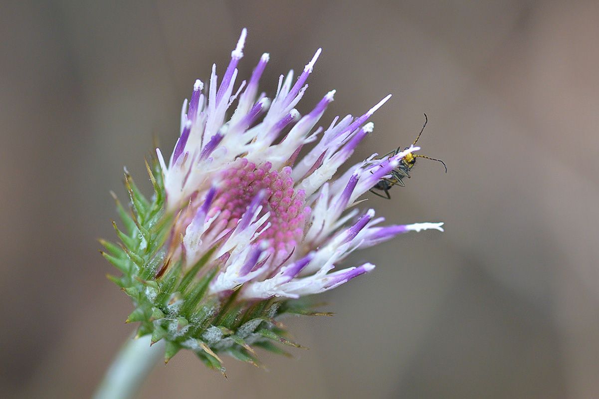 Image of genus Jurinea specimen.