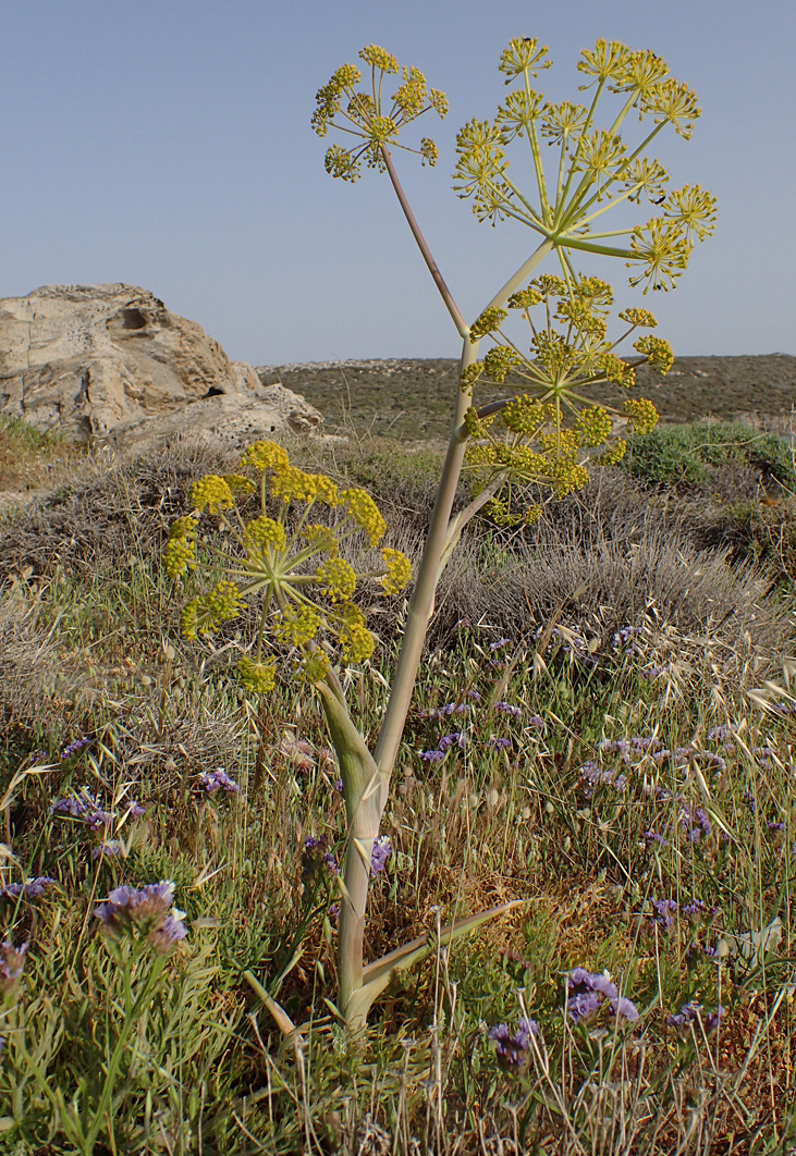 Изображение особи Ferula communis.