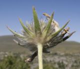 Lomelosia caucasica