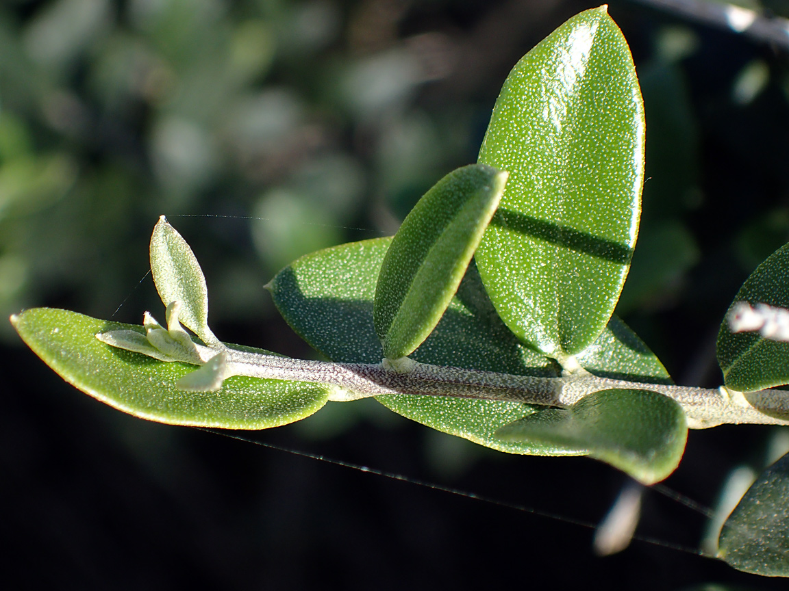 Image of Olea europaea var. sylvestris specimen.