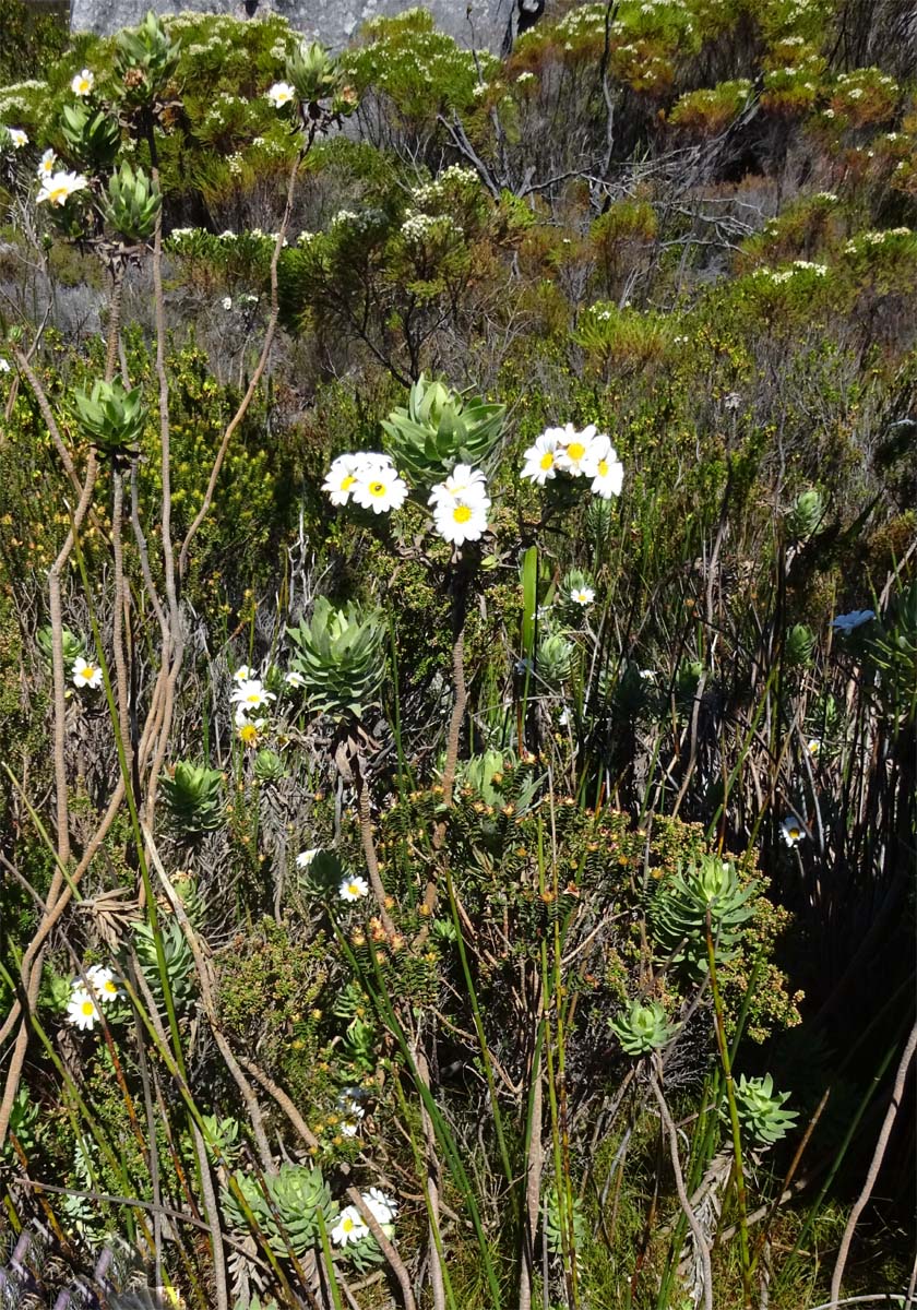 Изображение особи Osmitopsis asteriscoides.