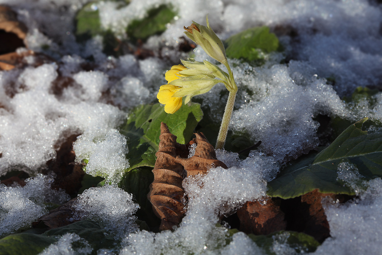 Image of Primula macrocalyx specimen.