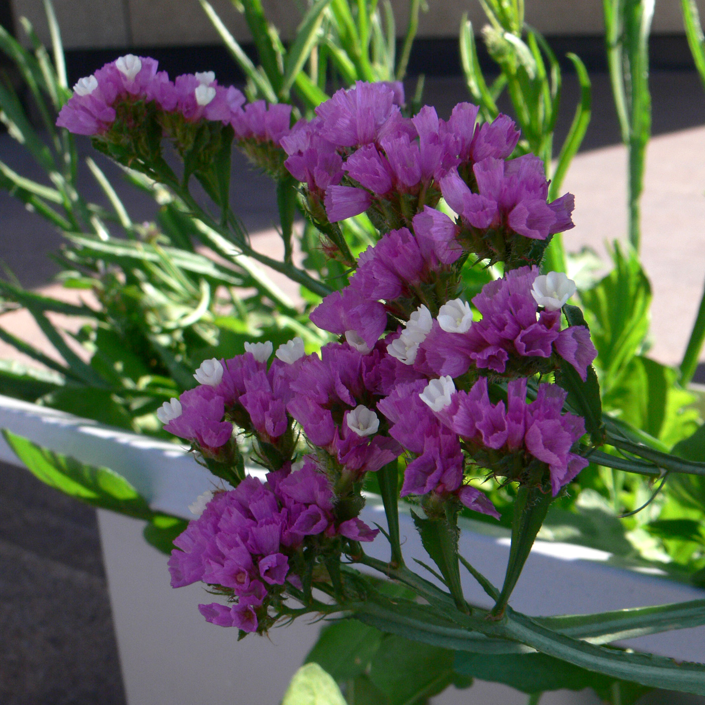 Image of Limonium sinuatum specimen.