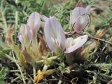 Astragalus dolichophyllus. Цветки. Дагестан, Кумторкалинский р-н, долина р. Шураозень, склон. 25.04.2019.