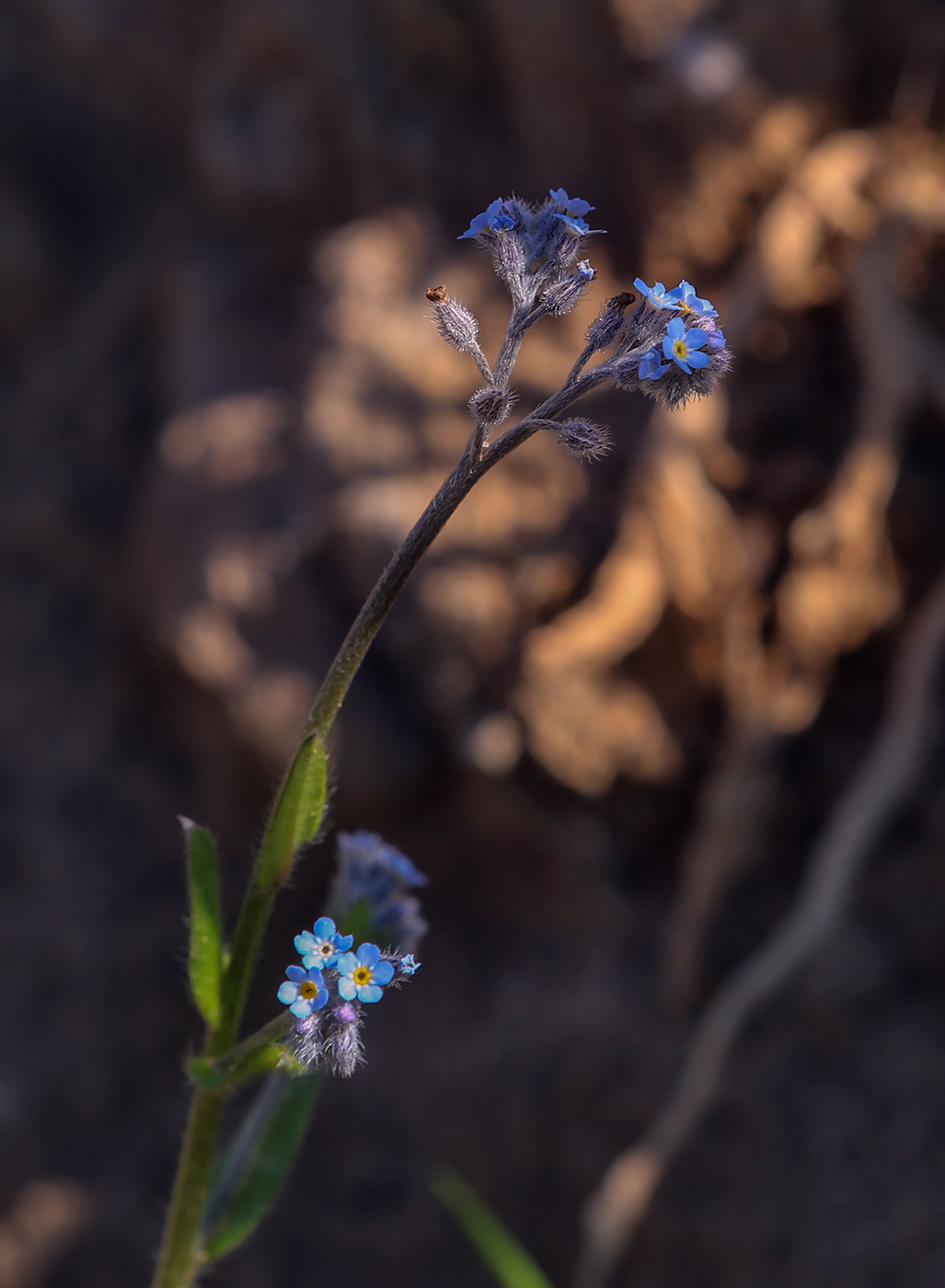 Image of Myosotis ramosissima specimen.