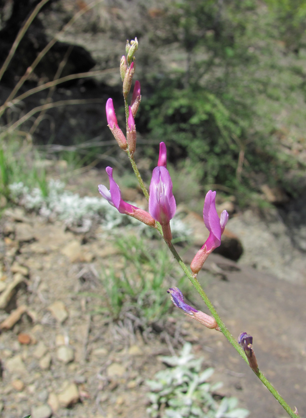 Image of Astragalus haesitabundus specimen.