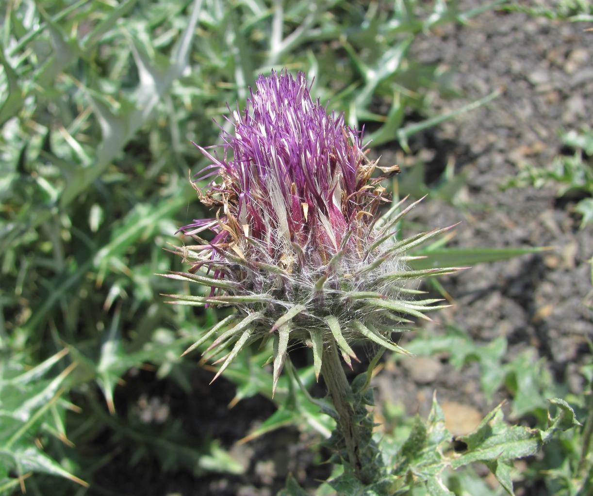 Image of genus Carduus specimen.