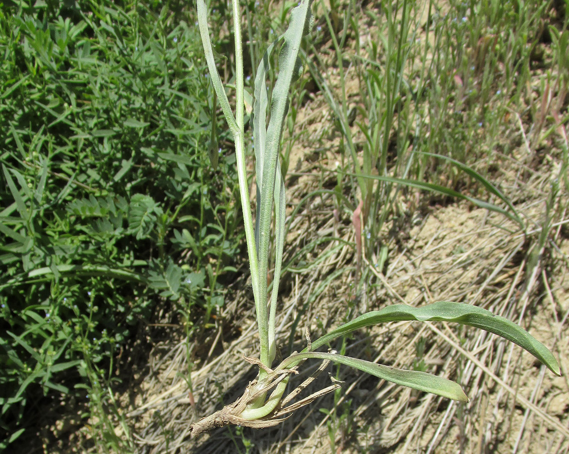 Image of Scorzonera pubescens specimen.