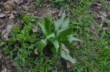 Colchicum speciosum. Вегетирующее растение. Турция, ил Артвин, окр. храма Пархали, окраина лиственного леса на склоне горы. 23.04.2019.