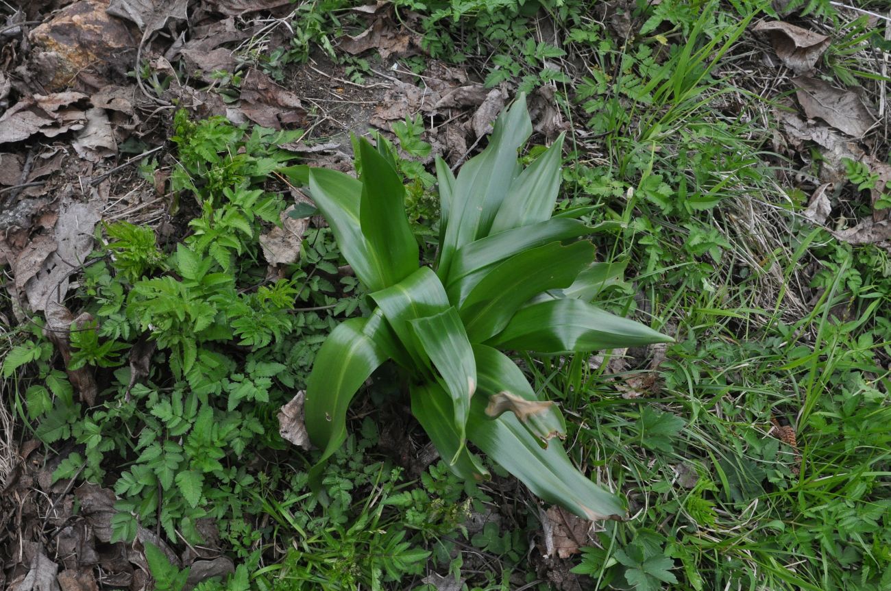 Image of Colchicum speciosum specimen.