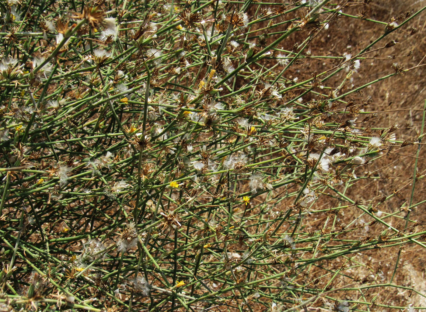 Image of Chondrilla juncea specimen.