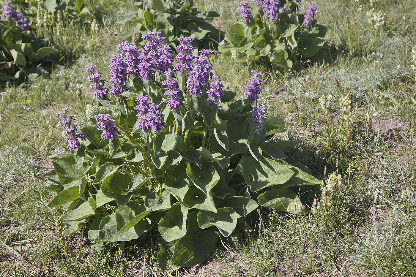 Image of Phlomoides oreophila specimen.