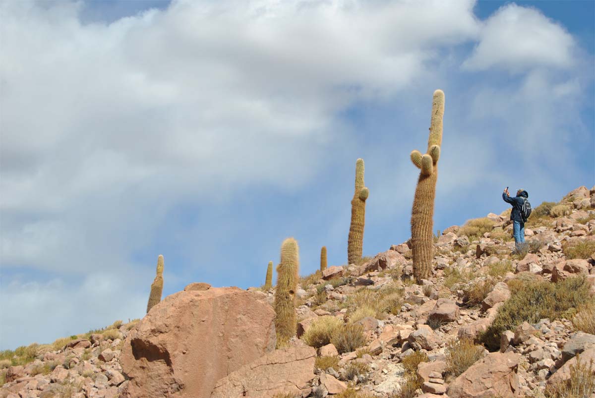 Image of Trichocereus atacamensis specimen.