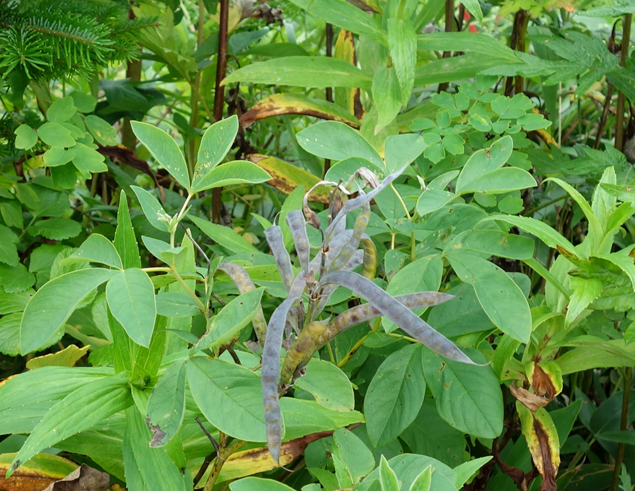 Image of Thermopsis lupinoides specimen.