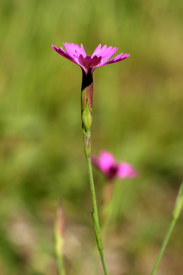 Image of Dianthus deltoides specimen.