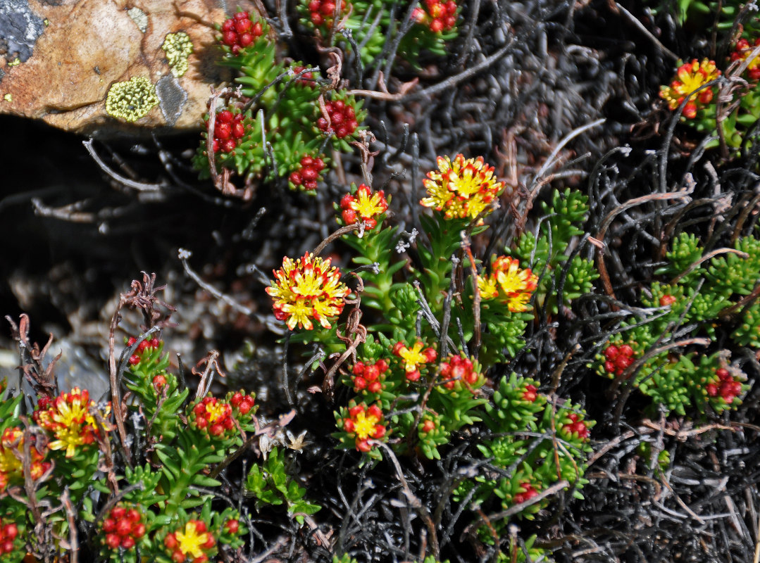 Image of Rhodiola quadrifida specimen.