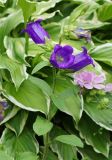 Campanula medium