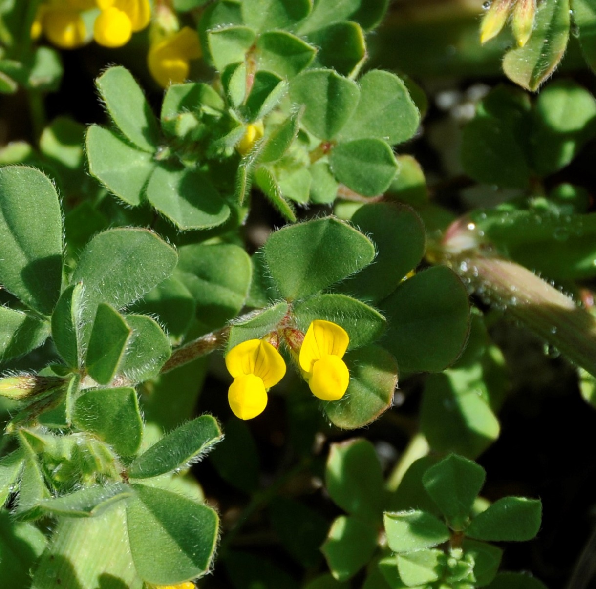 Image of Lotus ornithopodioides specimen.