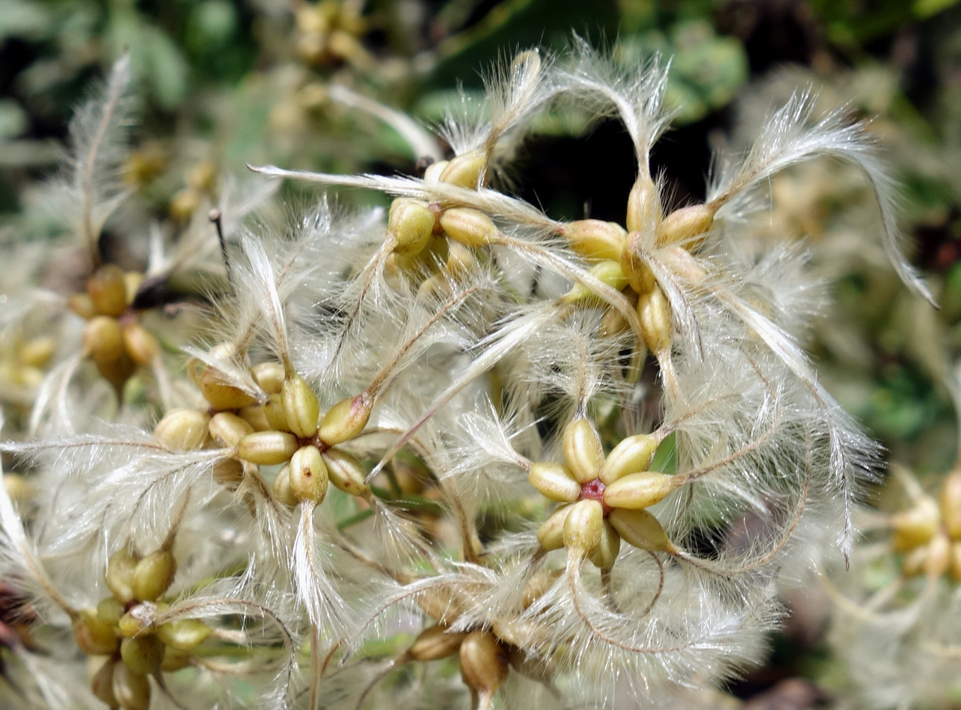 Изображение особи Clematis mandshurica.