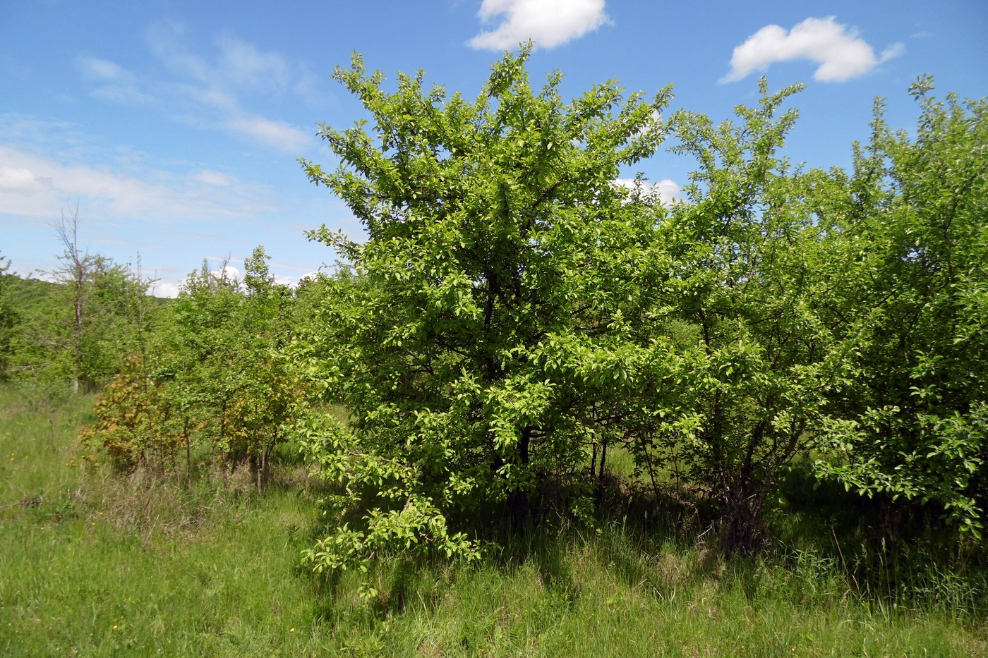 Изображение особи Malus orientalis.