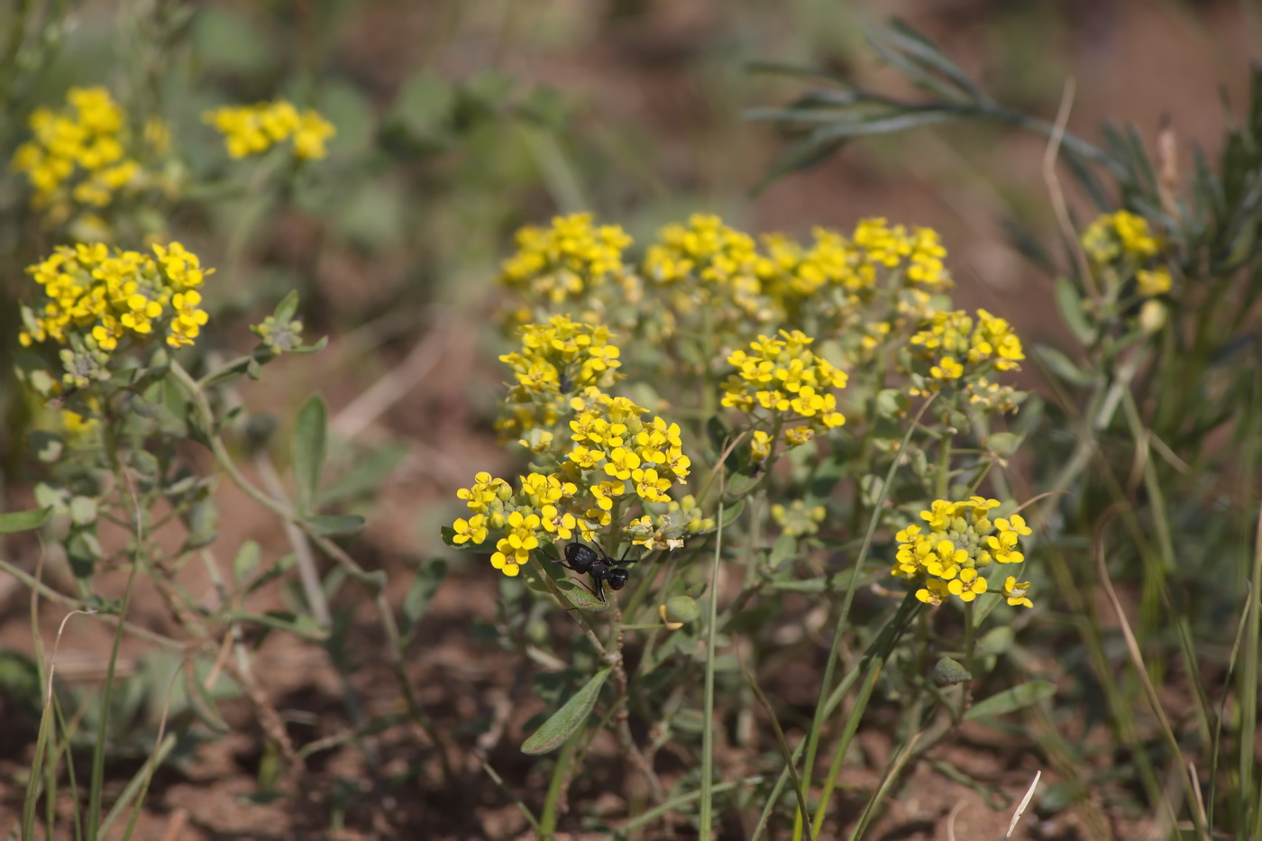 Изображение особи род Alyssum.