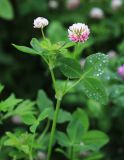 Trifolium hybridum. Верхушка цветущего побега. Приморский край, г. Владивосток, окр. ж.-д. платформы Чайка, придорожная лужайка. 24.06.2020.