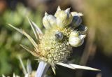 Eryngium bourgatii. Соплодие с галлами. Испания, автономное сообщество Каталония, провинция Жирона, комарка Рипольес, муниципалитет Сеткасес, курорт \"Вальтер 2000\", ≈2200 м н.у.м., склон горной долины. 20.08.2020.